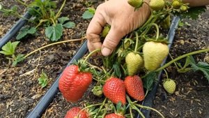 Садовая земляника "Сирия"