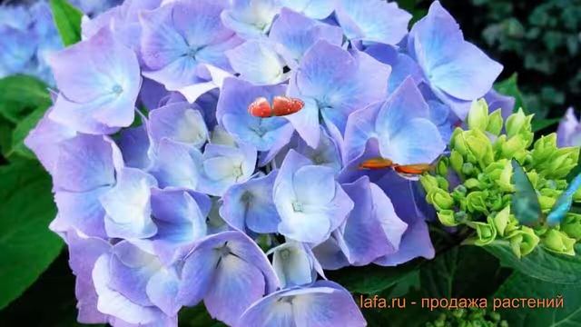 Гортензия крупнолистовая Эрли Блю (erli blyu) ? обзор: как сажать, саженцы гортензии Эрли Блю смотреть онлайн
