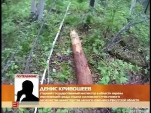 Медведь убил человека в Усть-Илимском районе (новые подробности)