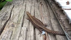 [Дачное] Как приручить ящерицу