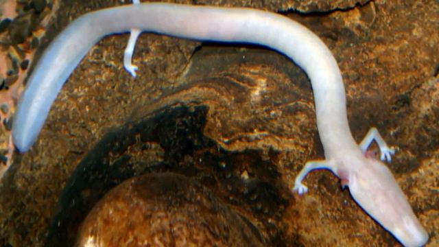 Ancient cave dwelling olm salamander lays eggs for first time in three years смотреть онлайн