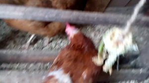 Наши куры. Кичинские Юбилейные.
