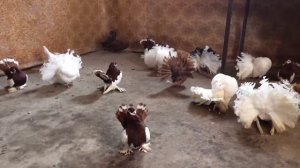 Голуби Павлины 2019 г.