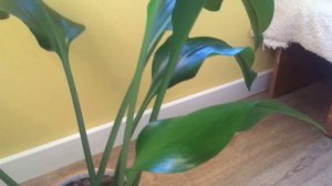 Как зимует у меня эухарис