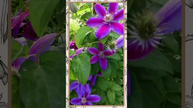 clematis
