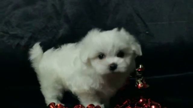 Мальтийская болонка щенок 1,5 мес смотреть онлайн