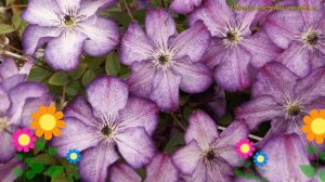 Клематис гибридный Супер нова. Краткий обзор, описание характеристик clematis Super Nova