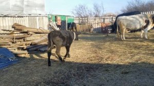 Прогулка удалась Сломали забор Электропастух для загона