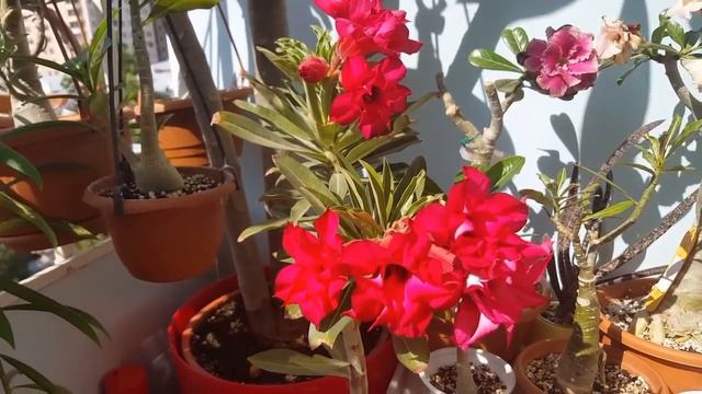 Зацвел новый Адениум. Как поживает последняя прививка. Укоренение черенков Удобрение! смотреть онлайн