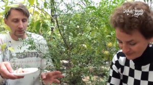Цитрусовые растения дома  Пальчиковый лайм