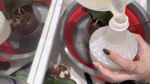 ГНИЮТ корни после пересадки.СХВАТИЛА превикур.