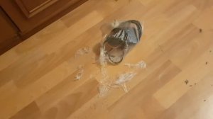 Джек Рассел терьер один дома