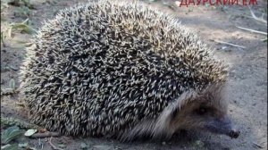 Презентация на тему : " Животные Красной книги ."