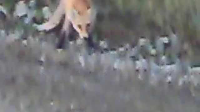 Лиса на дороге смотреть онлайн