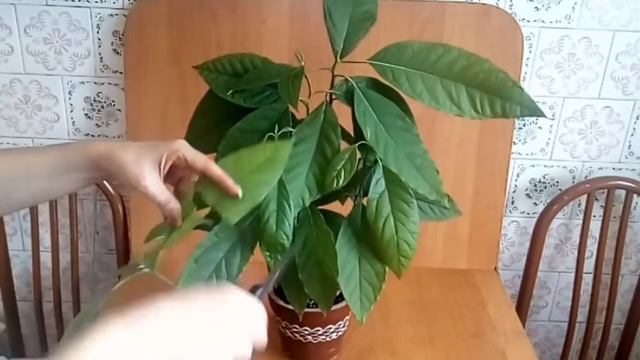 Авокадо дерево как вырастить дома Обрезка Сформировать дерево Avocados from seeds Persea americana