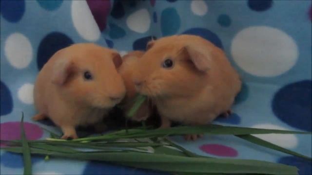 малыши морской свинки делят травинку смотреть онлайн
