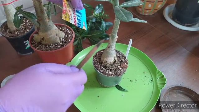 Прививка адениума ,, под сверло,, смотреть онлайн