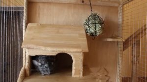 VLOG Соскучились по Насте и Кате. Алиса читает.