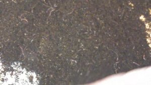 Эксперимент с навозом + про коконы калифорнийского червя.