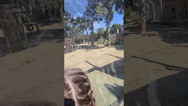 Part 2@zoopark #animals #baku #zoopark