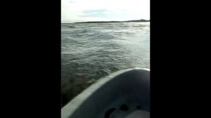 касатки в Охотском море.