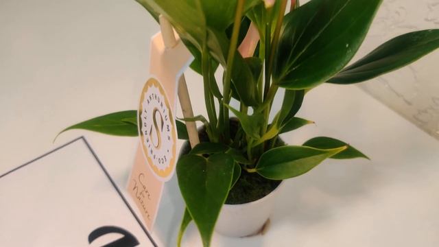 #ЦветыВместе Антуриум Лилли Anthurium Lilli 7/25 (UltraHD #4K #3840p60FPS) смотреть онлайн