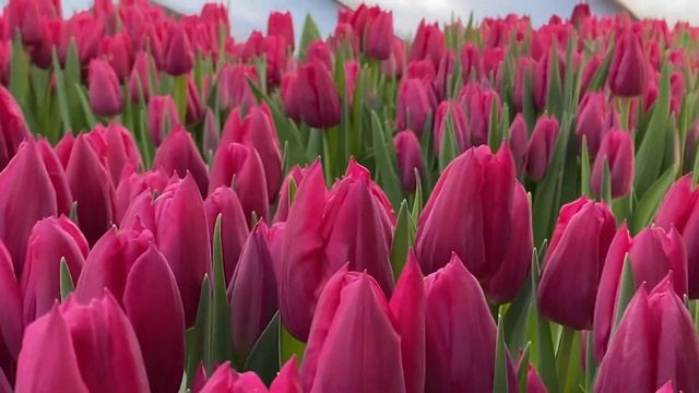 Сорт First Life. Выгонка тюльпанов на 8 Марта. смотреть онлайн