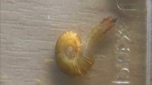 Аквариумный МонстРрррр... (Улиточная пиявка)