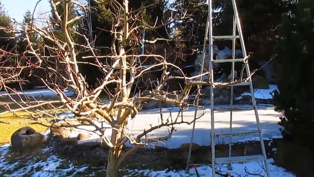 КАК УДЕРЖАТЬ ГРУШУ. ПРИМЕР УРОЖАЯ.