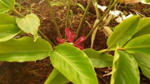 How To Grow Flowering Ginger, Ornamental Ginger Propagation,Mindfulness Memories