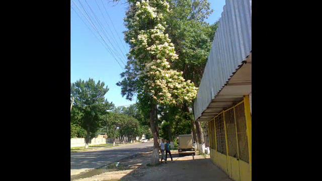 ЛЕТО В ТАШКЕНТЕ 0001