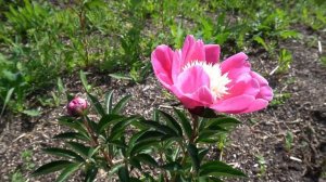 пион   Фаид - создан Потаповым в 2009г.