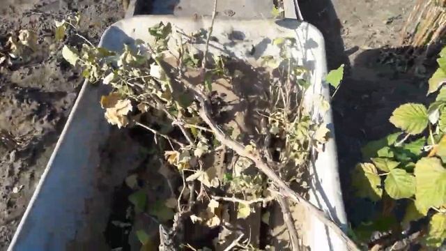 Пересадка старого винограда осенью . Из одного " куста " получилось два хороших . смотреть онлайн