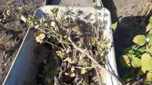 Пересадка старого винограда осенью . Из одного " куста " получилось два хороших .