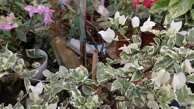 Magic Sakura at iba pang varieties Bougainvillea, Imported Bougainvillea смотреть онлайн