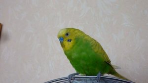 ЛИНЬКА у ПОПУГАЯ/ЧТО ДЕЛАТЬ В ПЕРИОД ЛИНЬКИ/МОИ СОВЕТЫ ПО УХОДУ И СОДЕРЖАНИЮ/зеленый попугайчик TV