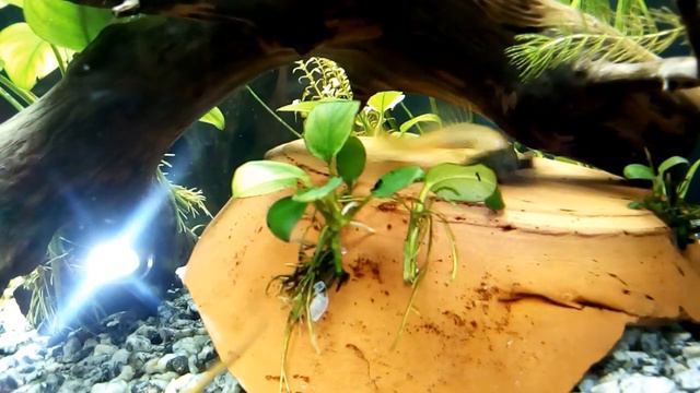 Самки анциструса воюют! Почему??? смотреть онлайн