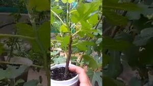 Инжир, как и куда садить