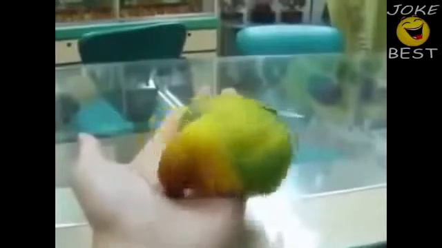 Веселый попугай танцует. Super funny video with animals