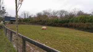 Rumleys Open Farm,Ireland Ферма-зоопарк, Ирландия