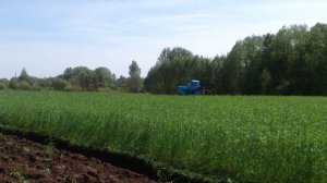 Запахивание ржи на сидераты