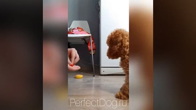 Изучение базовых команд щенком пуделя смотреть онлайн