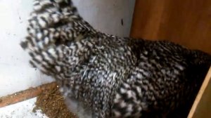 Мини обзор кур породы Амрокс