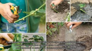 Руководство по черенкованию роз осенью в домашних условиях для начинающих цветоводов