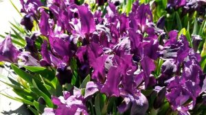 ТАЙНЫ СЛЕДСТВИЯ 20 СЕЗОН 13 - 14 СЕРИЯ "Тройной прыжок"