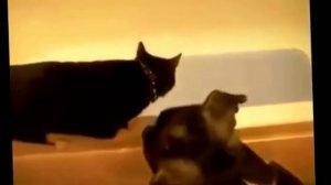 Коты веселятся. Смешные кошки