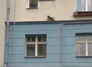 В Ярославле из цирка сбежала обезьяна и забралась на многоэтажку