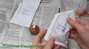 Как сохранить клубни калл до посадки