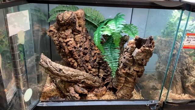 Our Abronia Enclosure Set ups! Setting up new breeding groups смотреть онлайн