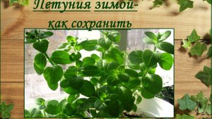 Моя петуния зимой на подоконнике - как сохранилась. Борьба с вредителями